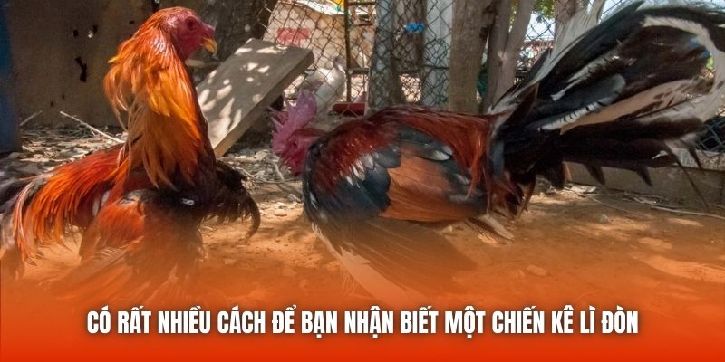 Có rất nhiều cách để bạn nhận biết một chiến kê lì đòn